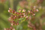 Hairy pinweed